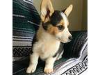Pembroke Welsh Corgi Puppy for sale in Warner Robins, GA, USA