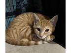 Adopt Sunkist a Domestic Short Hair