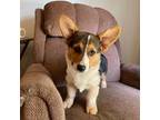 Pembroke Welsh Corgi Puppy for sale in Warner Robins, GA, USA