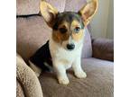 Pembroke Welsh Corgi Puppy for sale in Warner Robins, GA, USA