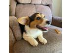 Pembroke Welsh Corgi Puppy for sale in Warner Robins, GA, USA