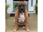 Mutt Puppy for sale in East Hartford, CT, USA
