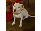 Adopt Harvey a Pointer, American Staffordshire Terrier
