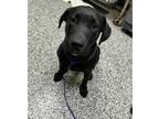 Adopt Cole a Labrador Retriever, Mixed Breed