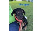 Adopt Gaspar a Beagle, Mixed Breed