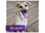 Adopt Hunter CP a Black Mouth Cur, Greyhound