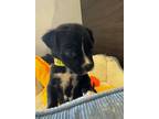 Adopt Gemini a Labrador Retriever