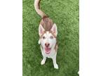 Adopt Luciano a Husky