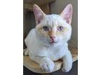 Adopt Apollo (bonded with Artemis) a Domestic Short Hair