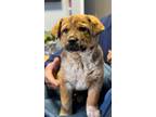 Adopt Hoss a Mixed Breed