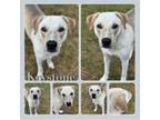 Adopt Keystone CFS 240018444 a Labrador Retriever
