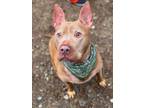 Adopt King Louie (Sweet Senior Searching for Love!) a Staffordshire Bull Terrier