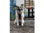 Adopt Sir Poofs-A-Lot a Samoyed