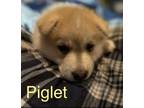Adopt Piglet (Shepsky puppy) a Siberian Husky, German Shepherd Dog
