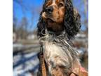 Adopt Cedar a English Springer Spaniel