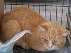 Adopt Garfield a Domestic Short Hair