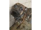 Adopt Hondo a Pit Bull Terrier, Mixed Breed