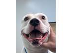 Adopt Cairo a Dogo Argentino