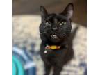 Adopt Homer a Domestic Short Hair