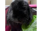 Adopt Jake a Holland Lop