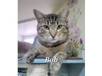 Adopt Bob a Tabby