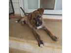 Adopt Casey a Hound, Mixed Breed