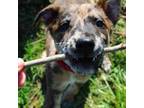 Adopt Diego a Australian Cattle Dog / Blue Heeler, Mixed Breed