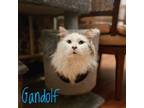 Adopt Gandolf a Domestic Long Hair