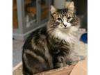 Adopt Teddy a Domestic Long Hair