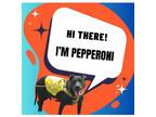 Adopt PEPPERONI a American Staffordshire Terrier, Mixed Breed