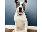 Adopt Antonio a American Staffordshire Terrier, Mixed Breed