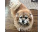 Adopt Spartacus a Pomeranian