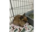 Adopt Marlo a Lionhead