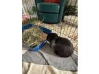 Adopt Benji a Holland Lop