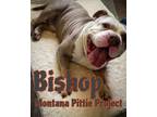 Adopt Bishop a American Staffordshire Terrier
