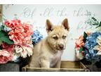 Adopt Kieth a Husky