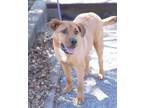 Adopt Doc a Labrador Retriever, Carolina Dog