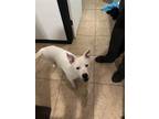 Adopt Iceman a Terrier