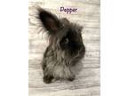 Adopt Pepper a Lionhead