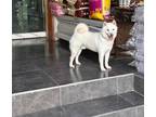 Adopt Rocket a Shiba Inu