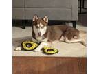 Adopt Jaxson a Husky