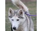 Adopt Boga a Husky, Shepherd