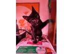 Adopt Elba a Domestic Short Hair