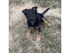 Adopt Benji a German Shepherd Dog, Australian Cattle Dog / Blue Heeler