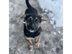 Adopt Blaze a German Shepherd Dog, Australian Cattle Dog / Blue Heeler