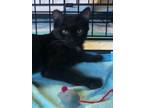 Adopt Midnight a Domestic Short Hair