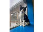 Adopt Rooster a Domestic Short Hair