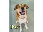 Adopt Theo a Husky, Mixed Breed