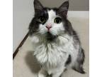 Adopt Grayson a Domestic Long Hair