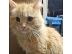 Adopt Mac and Cheese (bonded pair) a Domestic Medium Hair